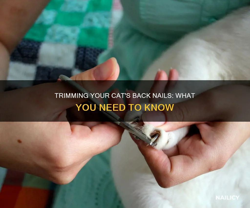 should you cut a cat