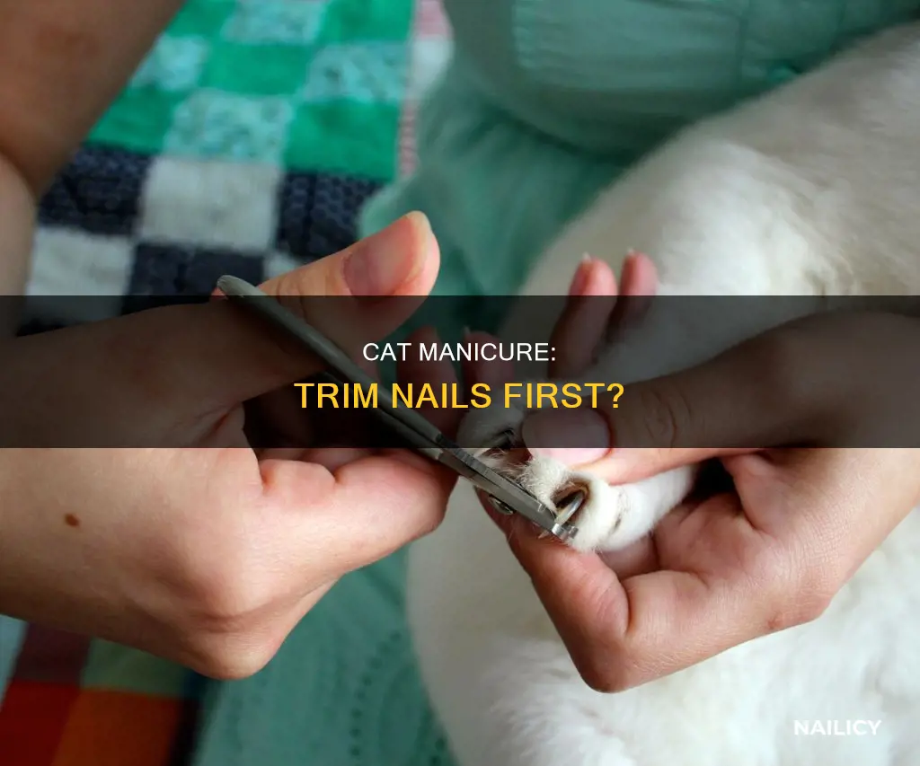 should you cut a cats nail before adding tips