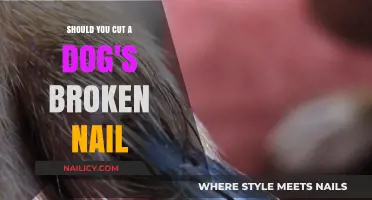 How to Handle Your Dog's Broken Nail