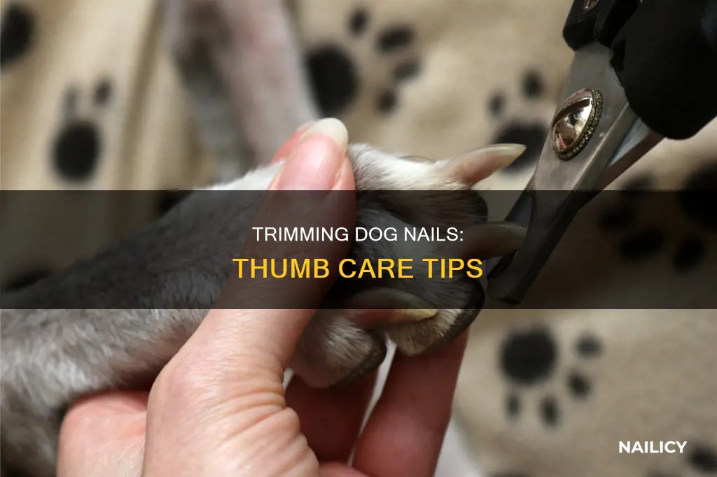 should you cut a dog