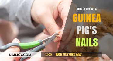Trimming Your Guinea Pig's Nails: When and Why