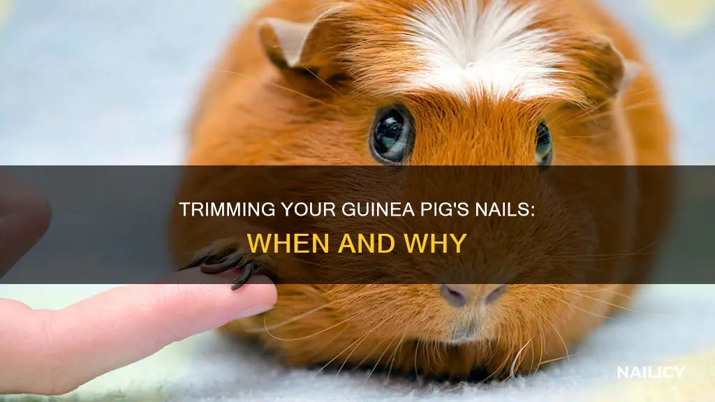 should you cut a guinea pig