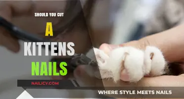 Trimming Your Kitten's Nails: What You Need to Know