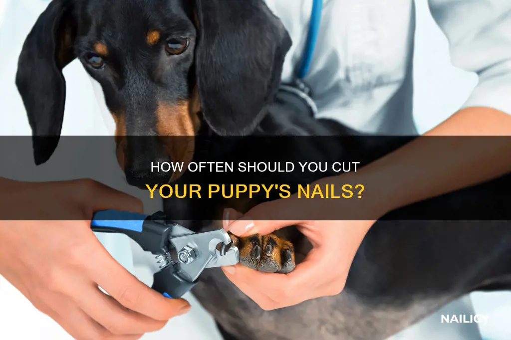 should you cut a puppies nails