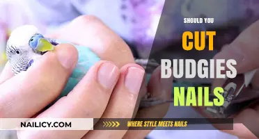 Trimming Your Budgie's Nails: When and Why?