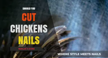 How Often to Trim Your Chicken's Nails?