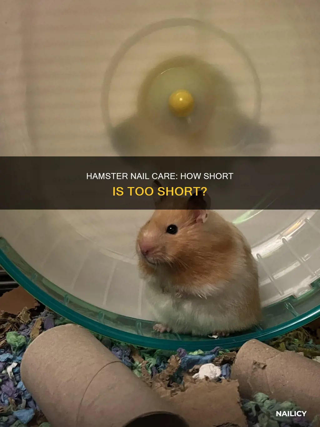 should you cut hamsters nails