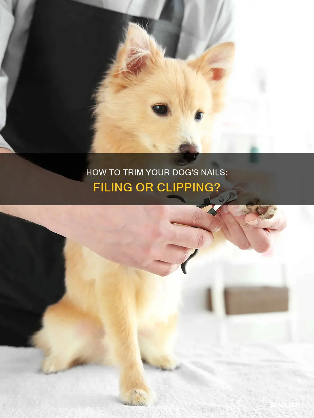 should you cut or file dog