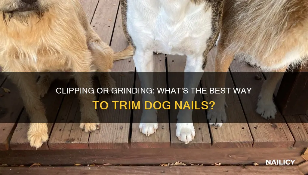 should you cut or grind dog nails