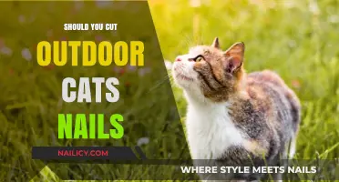 Outdoor Cats' Nails: To Trim or Not to Trim?