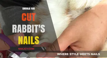 How Often to Trim Your Rabbit's Nails?