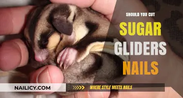 Sugar Gliders: Trimming Nails, Necessary Care