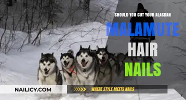 Malamute Grooming: Nails and Hair Care Tips