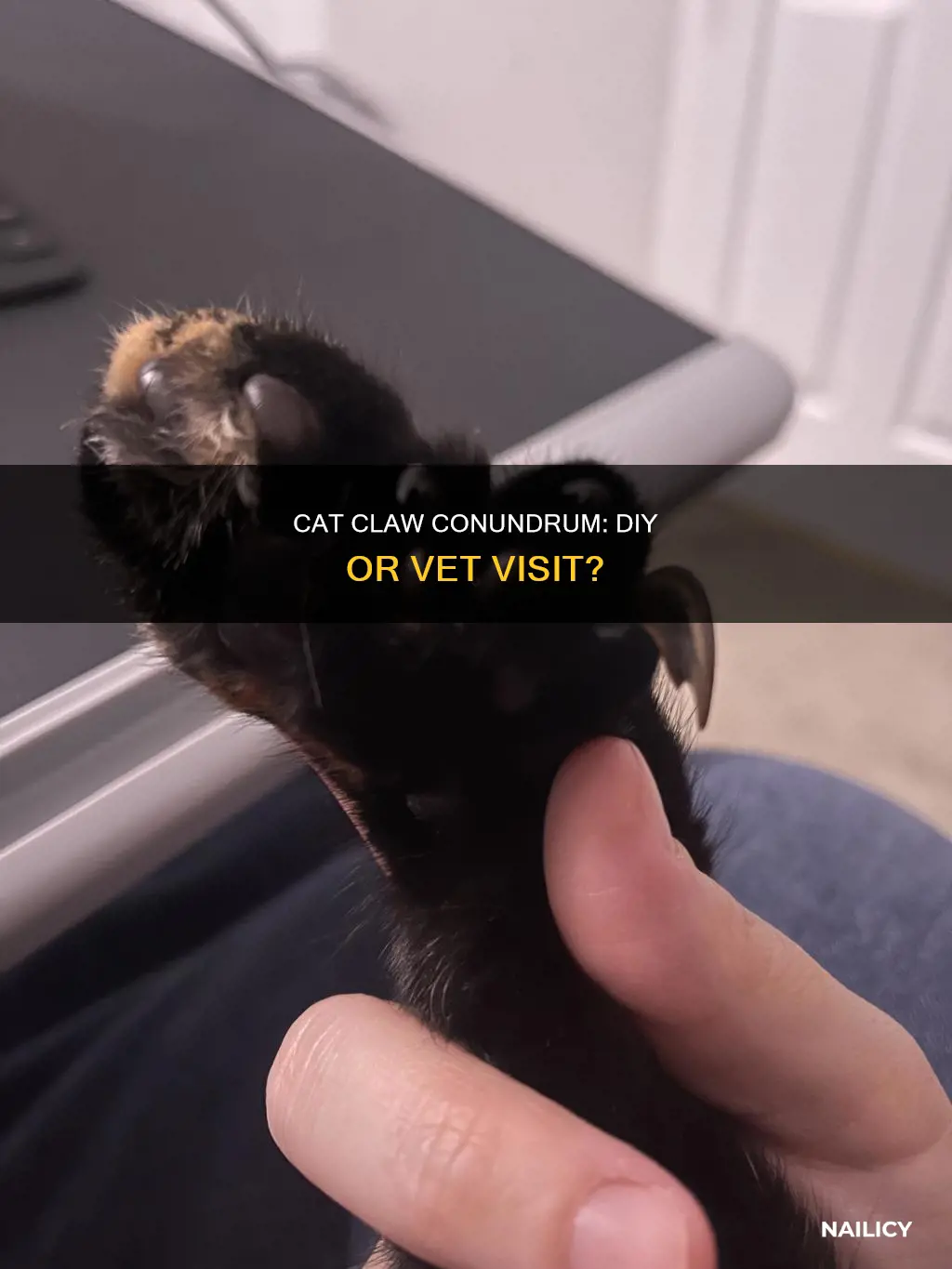 should you cut your cats nails or vet