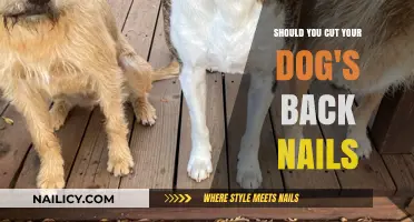 Trimming Your Dog's Back Nails: What You Need to Know