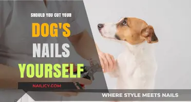 Dog Nail Clipping: DIY or Vet Visit?