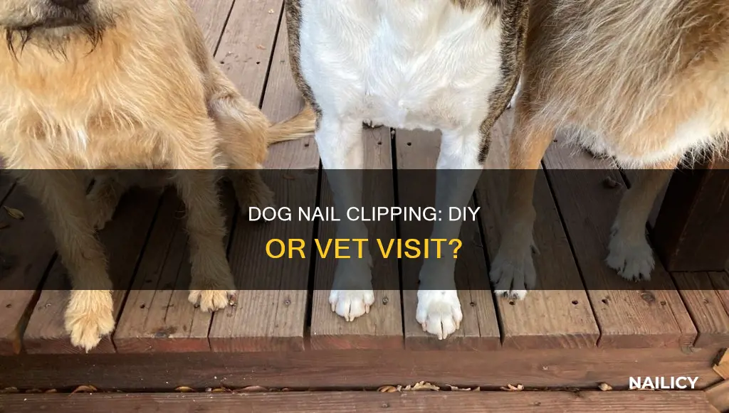 should you cut your dog