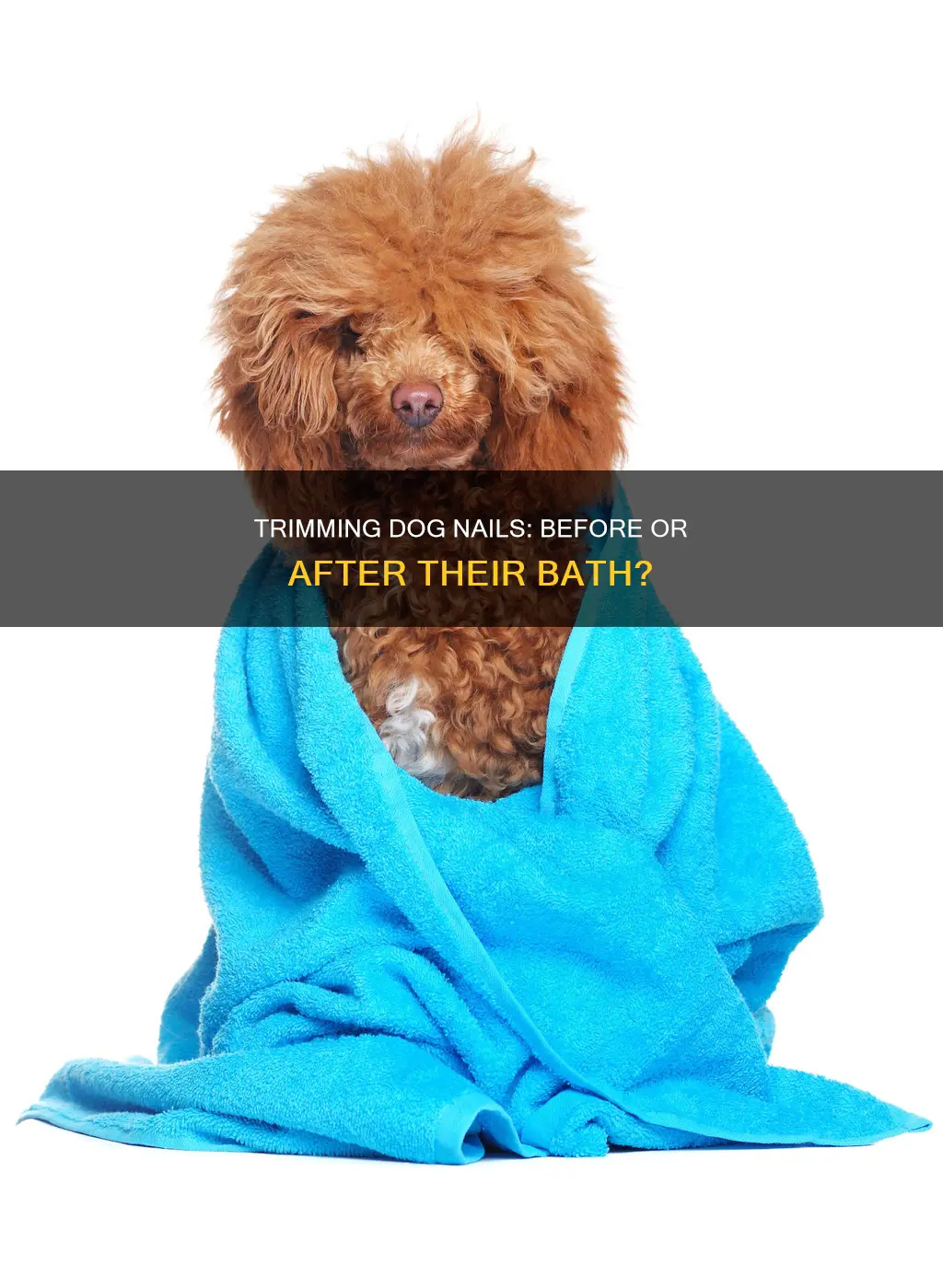 should you trim dog