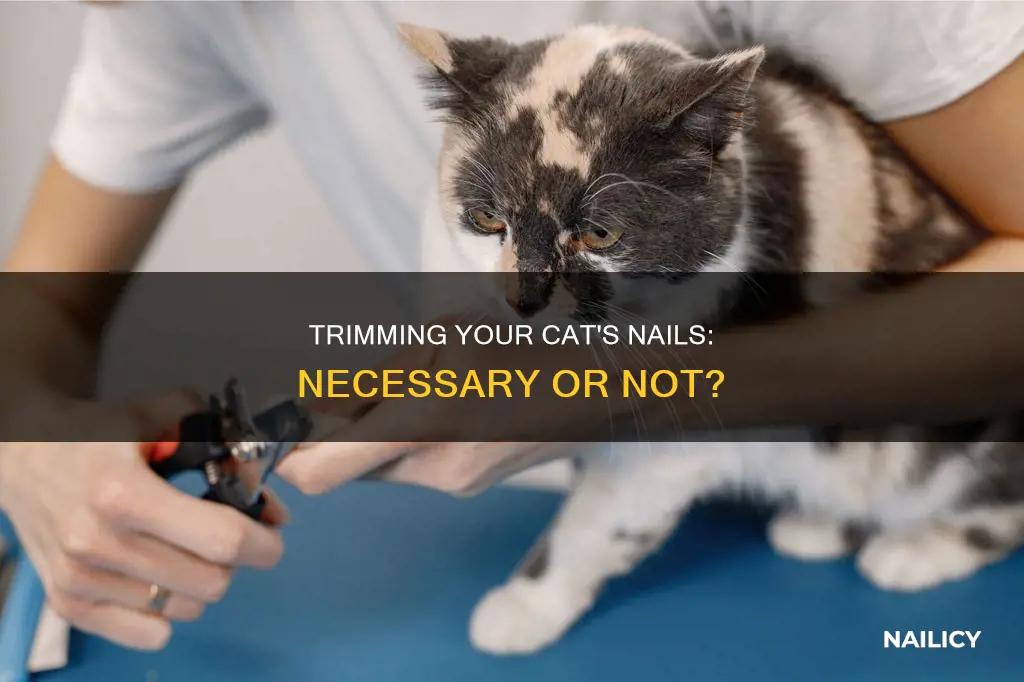 should you trim you4 cats nails