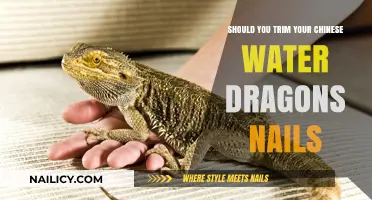 Trimming Your Chinese Water Dragon's Nails: When and How?
