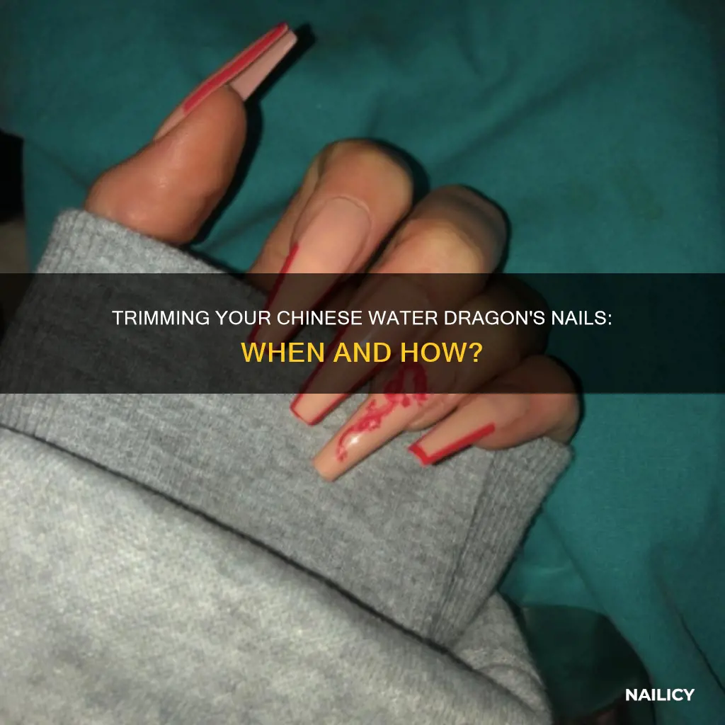 should you trim your chinese water dragons nails