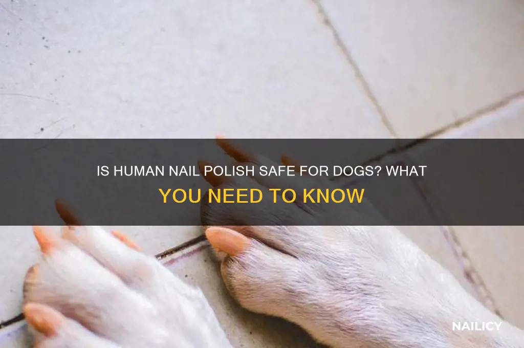 should you use human nail polish on dogs