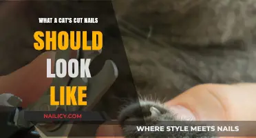Cat Claw Clipping: What's the Right Nail Length?