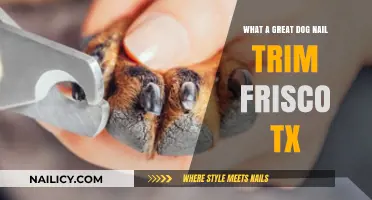 Expert Dog Nail Trimming in Frisco, Texas