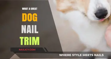 The Perfect Dog Nail Trim: A How-To Guide