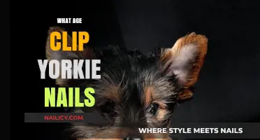 When and How to Safely Trim Your Yorkie's Nails