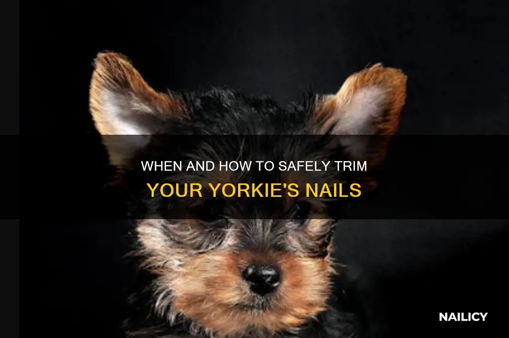 what age clip yorkie nails