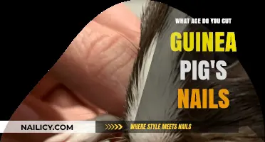 The Perfect Time to Trim Your Guinea Pig's Nails