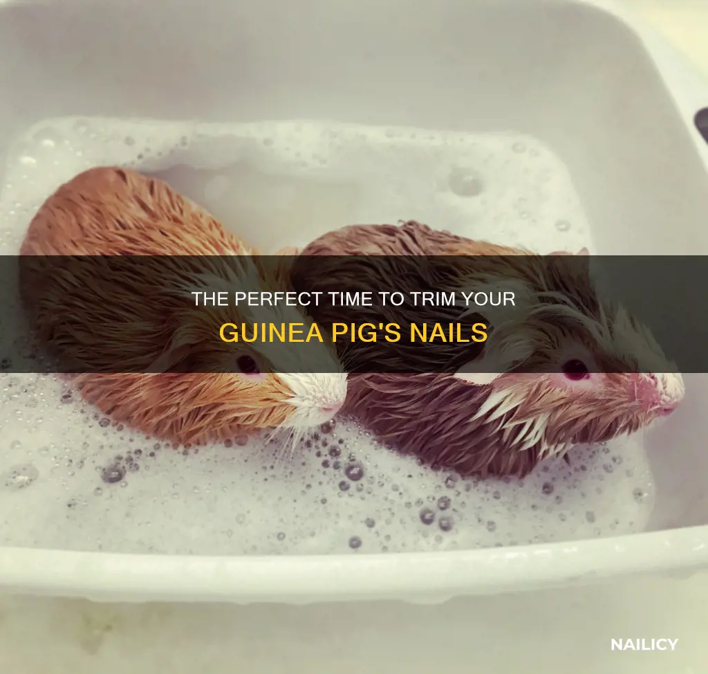 what age do you cut guinea pig