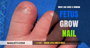 Developing Nails: Fetal Growth Timeline