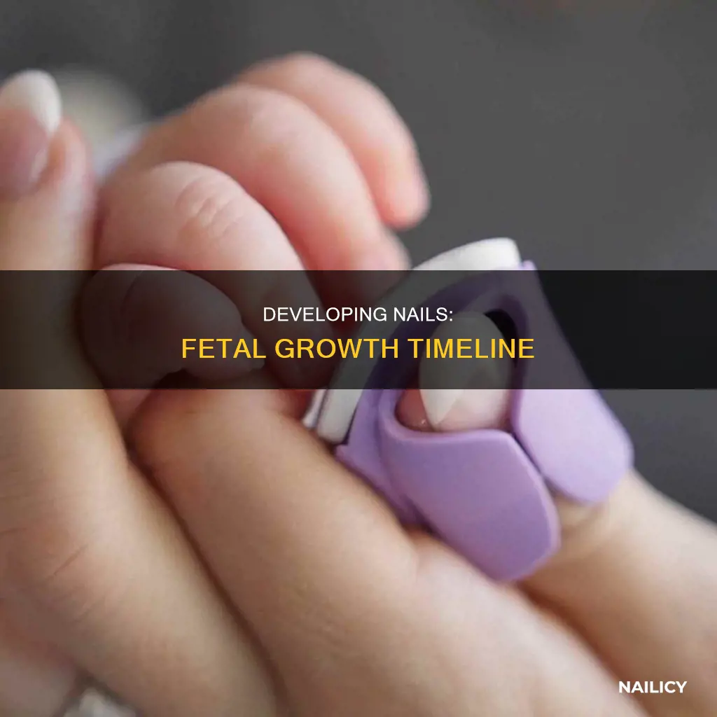 what age does a human fetus grow nail
