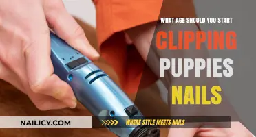 When to Begin Trimming Your Puppy's Nails: A Guide for Owners