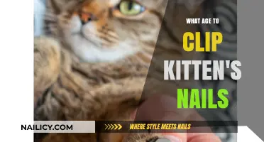 When to Clip Kitten Nails: A Gentle Grooming Guide