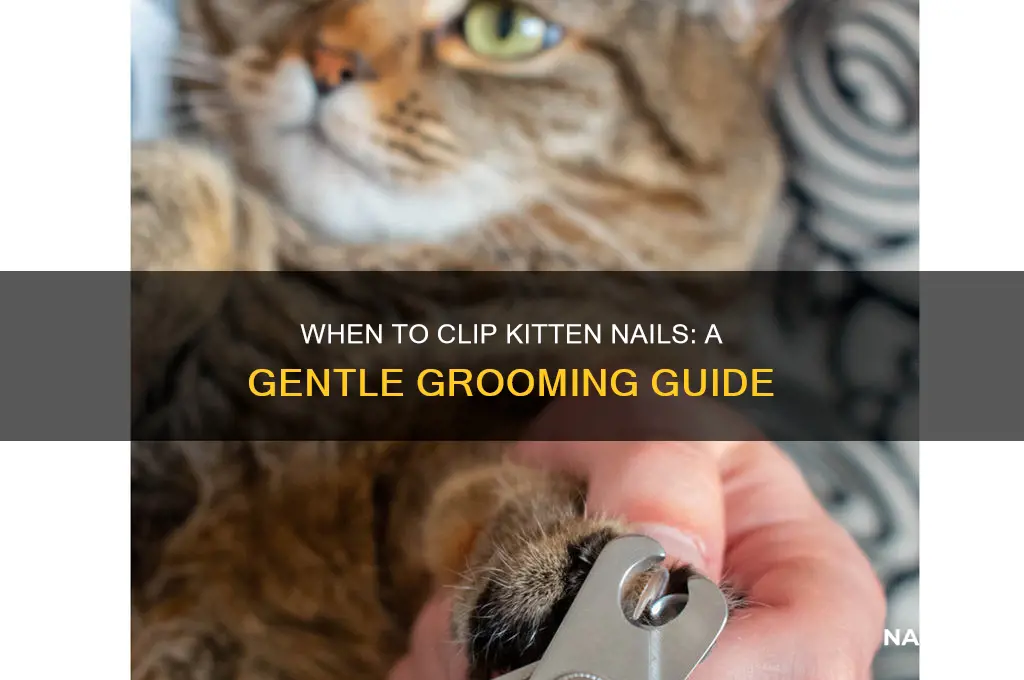 what age to clip kitten