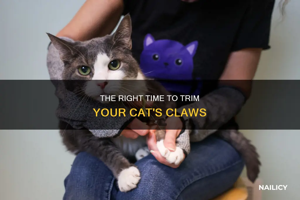 what age to cut cat