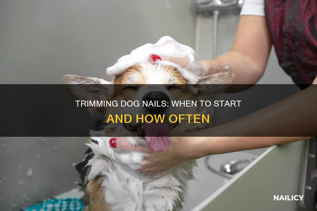 what age to trim dog nails