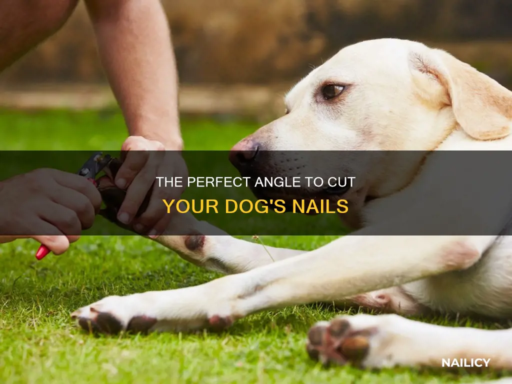 what angle cut dog nails