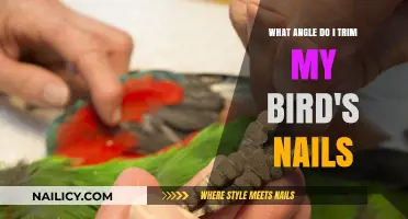 Trimming Bird Nails: The Perfect Angle Guide