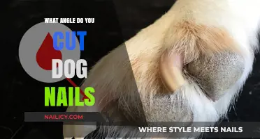 The Perfect Angle for Trimming Dog Nails