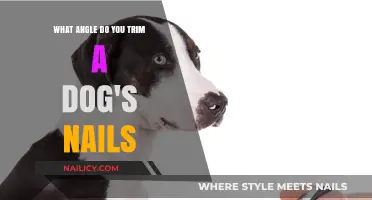 Trimming Dog Nails: The Perfect Angle for Safe Grooming