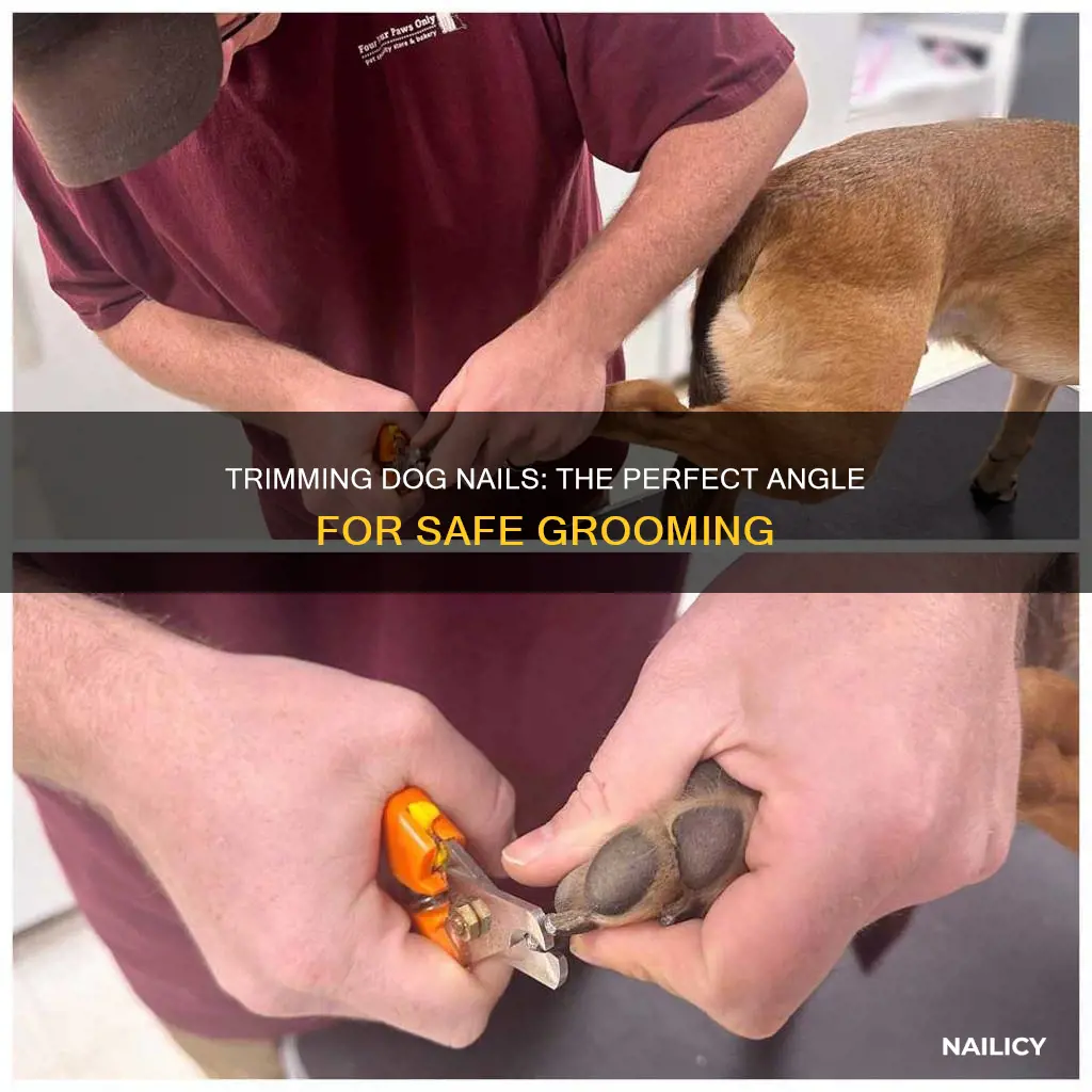 what angle do you trim a dog