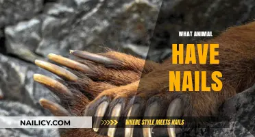 Exploring Animals with Nails: Surprising Species and Their Unique Claws