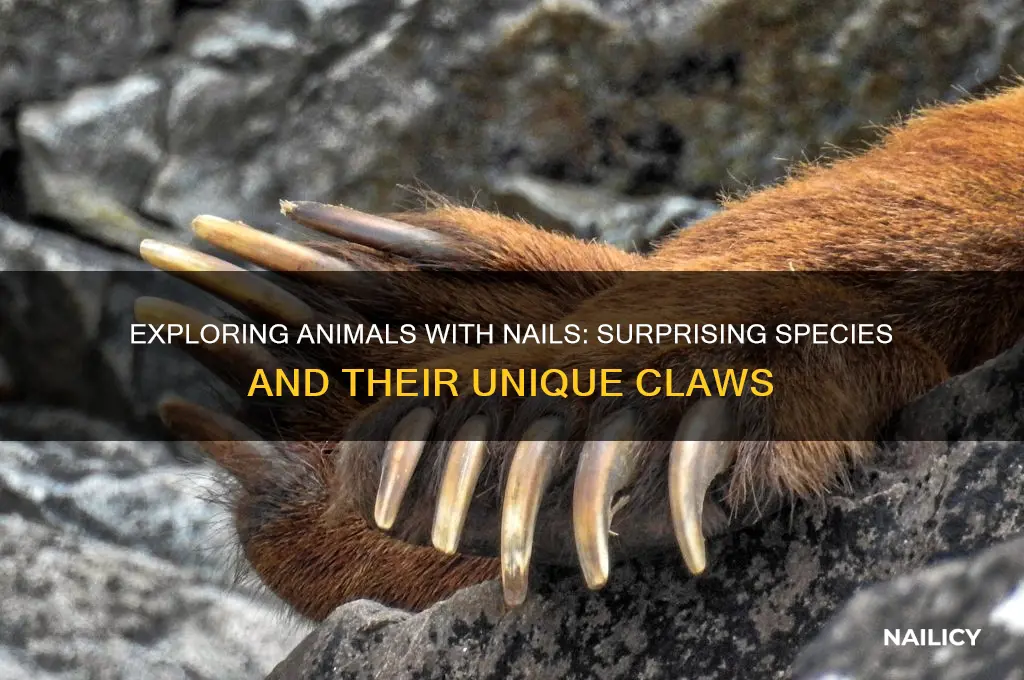 what animal have nails
