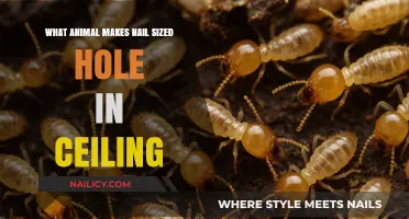 Identifying the Culprit: Which Animal Creates Nail-Sized Holes in Ceilings?