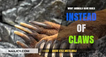 Animals with Nails: Unveiling Species That Lack Traditional Claws