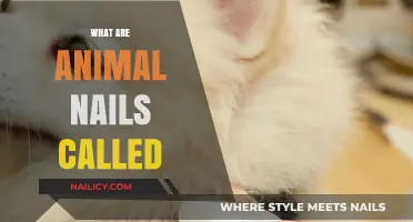 Unveiling the Mystery: What Are Animal Nails Actually Called?